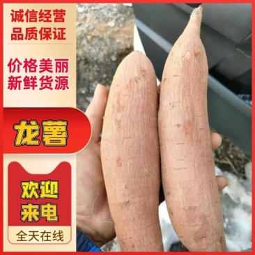 精品龙薯九蜜薯大量现货出货中，产地直发量大从优对接全国