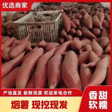 【精选红薯】河北烟薯25产地直供无中间商供应全国
