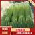 精品白帽蒜苔，无泡水，长度60~80cm，产地代收代发。