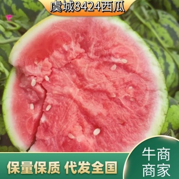 河南虞城8424西瓜种植示范基地新品上市中欢迎电联