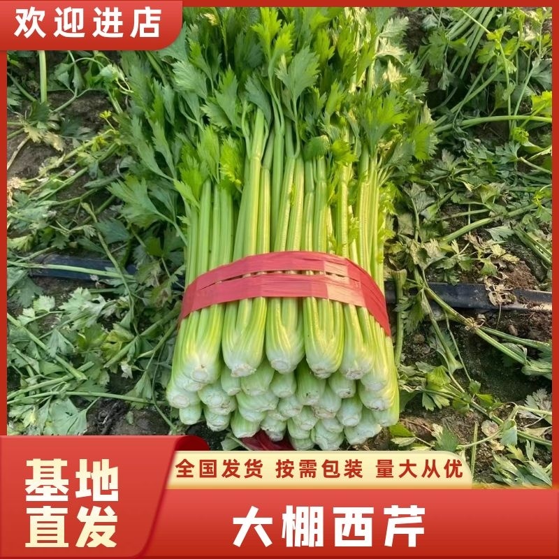 河南商丘大棚西芹，大吨位供应，代发全国各地市场