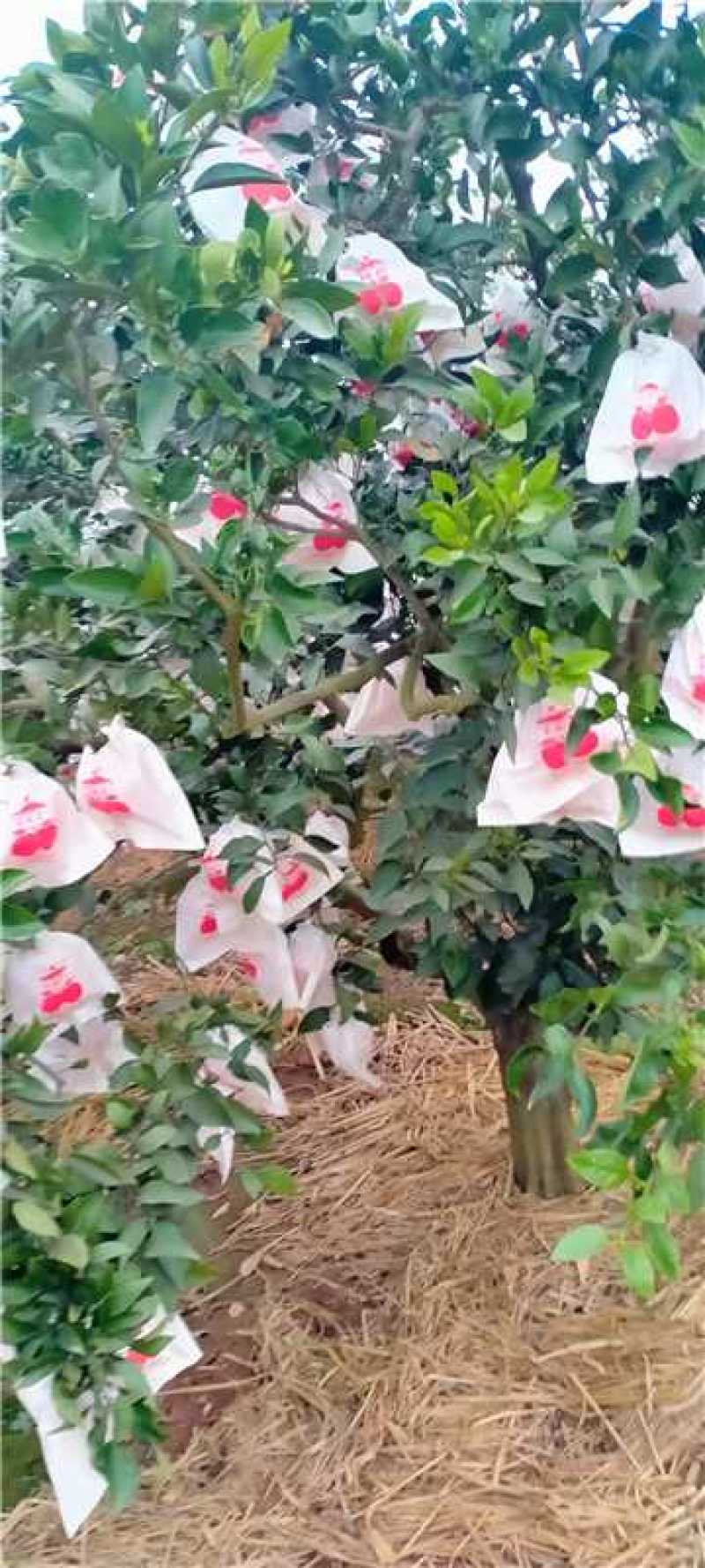 三溪丑橘，品质好，甜度高，价格便宜欢迎选购