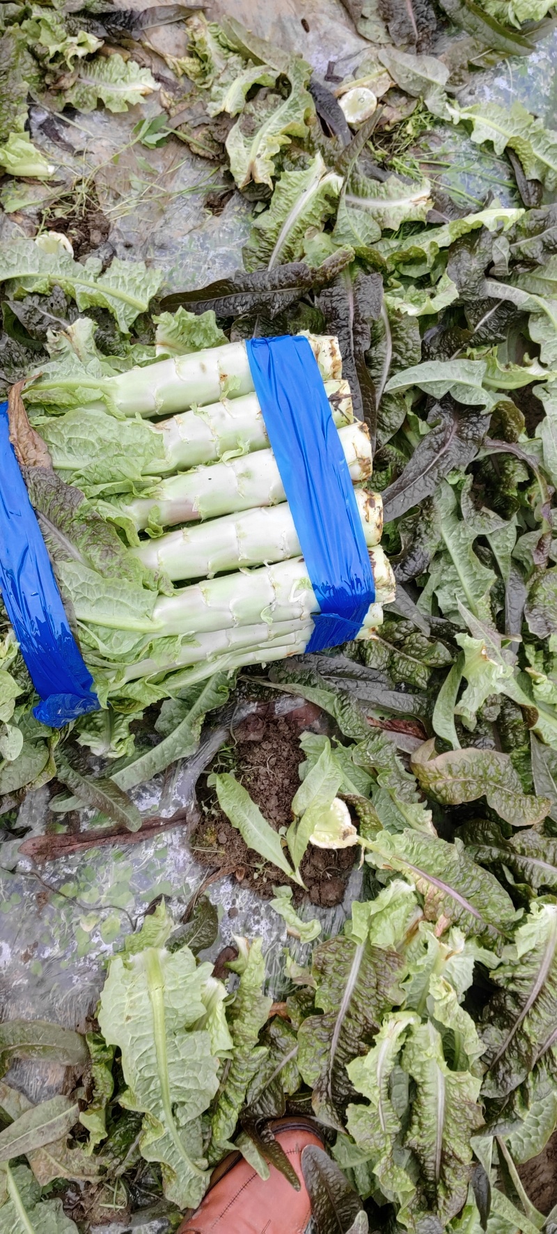 湖北天门莴笋红叶香无空心产地直发物美价廉品质保证