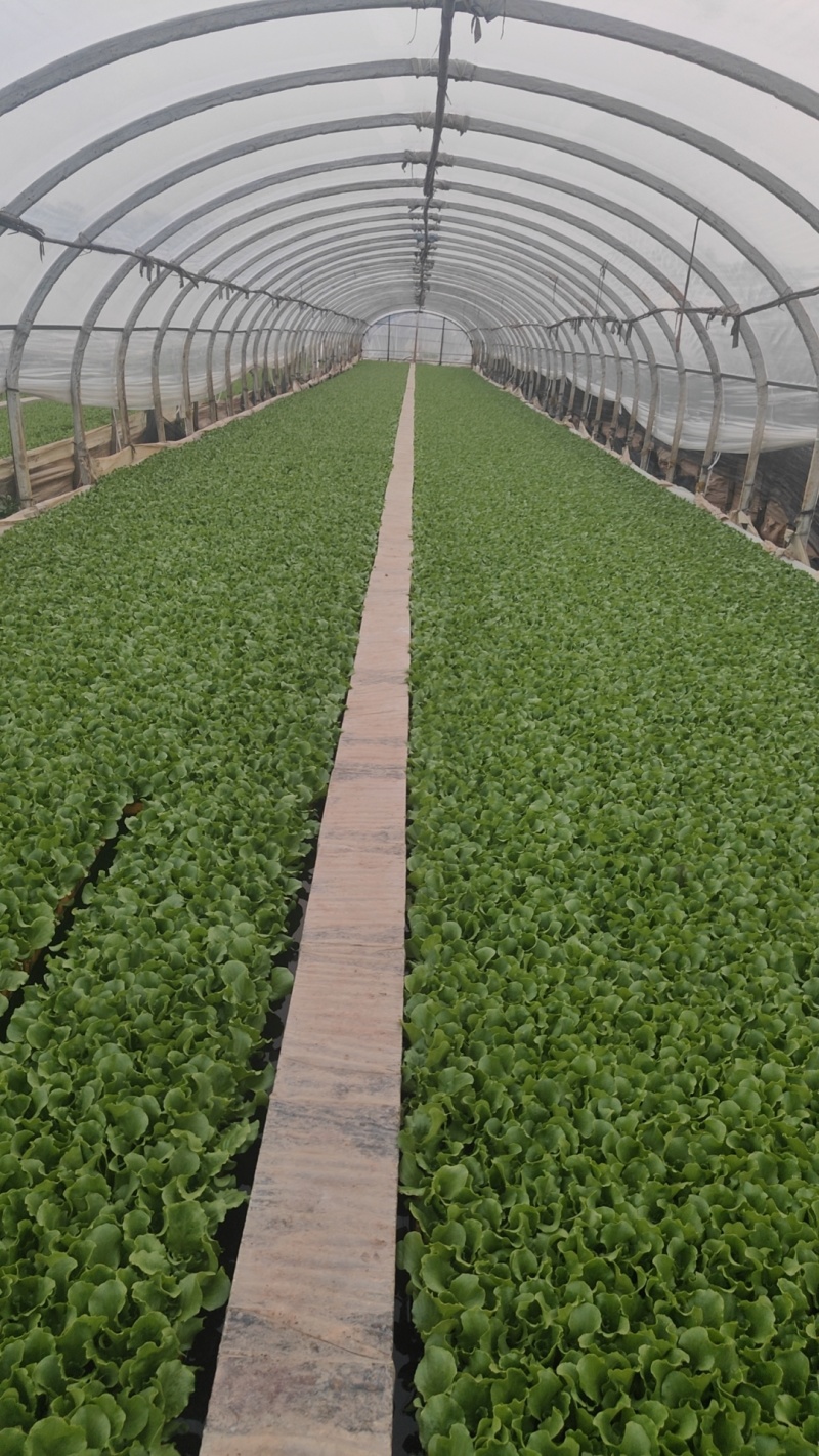 意大利生菜苗品种好菜形好产量高易成活精品苗