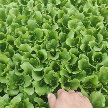 意大利生菜苗品种好菜形好产量高易成活精品苗