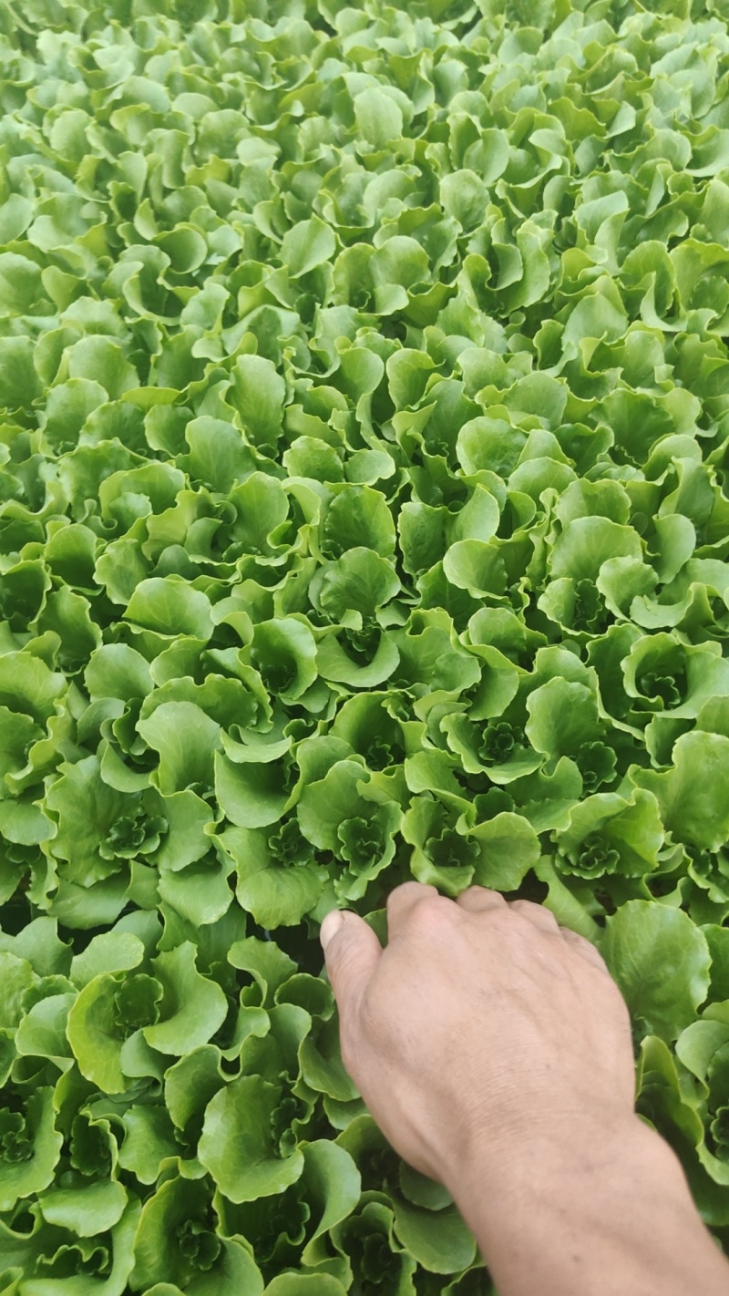 意大利生菜苗品种好菜形好产量高易成活精品苗