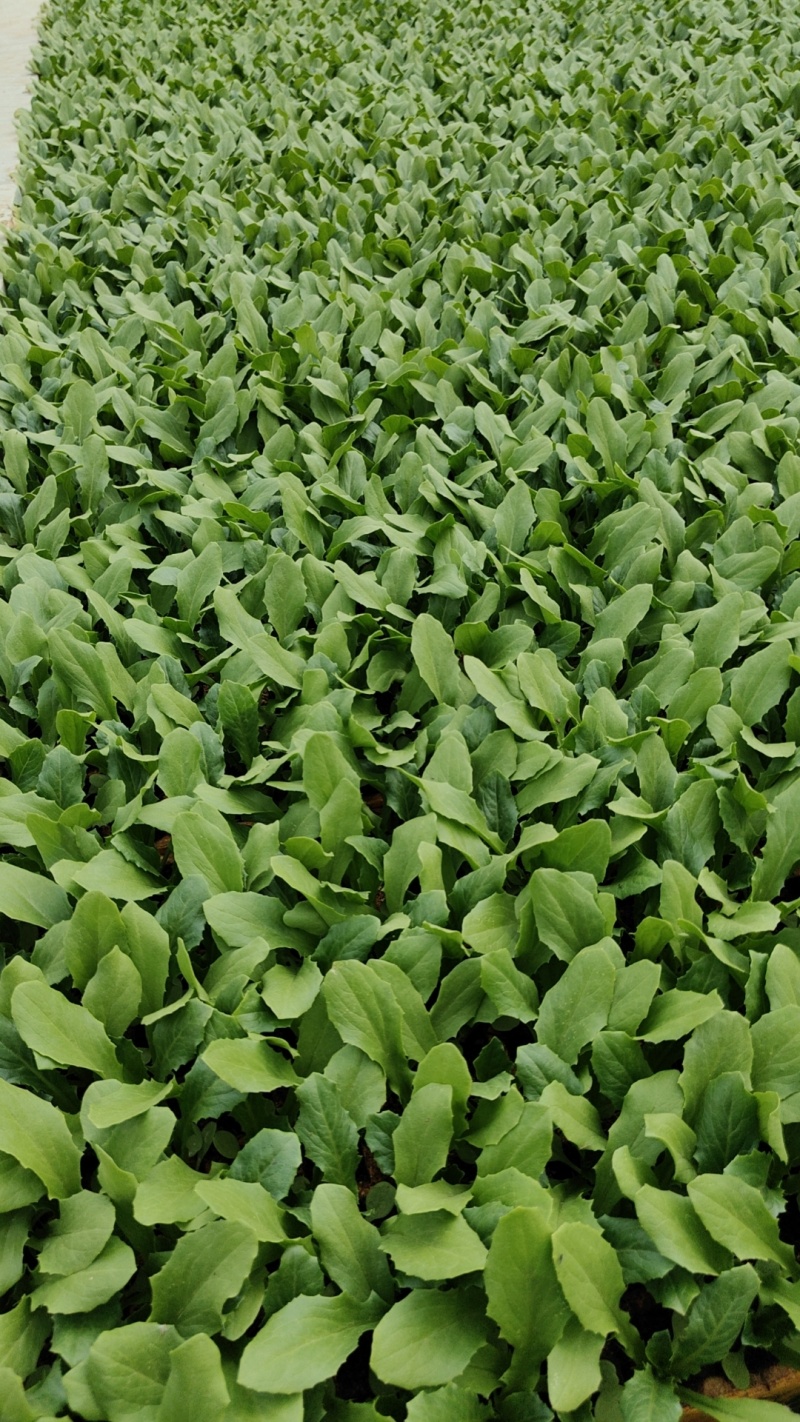 优质油麦菜苗基地直供产量高容易成活可提供技术指导
