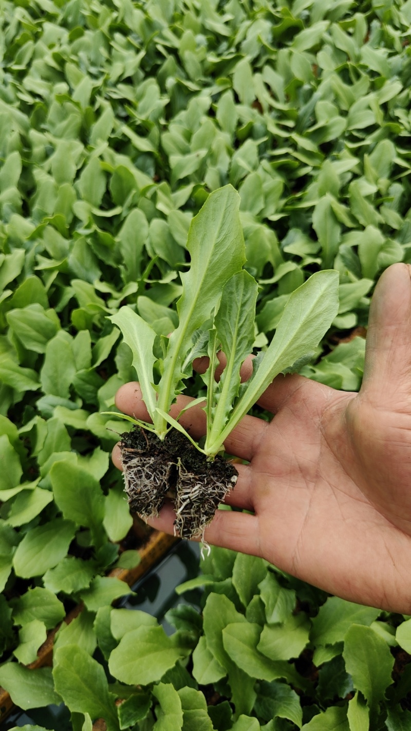 优质油麦菜苗基地直供产量高容易成活可提供技术指导