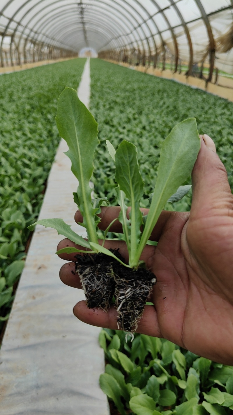 优质油麦菜苗基地直供产量高容易成活可提供技术指导