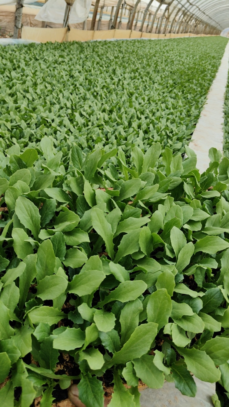优质油麦菜苗基地直供产量高容易成活可提供技术指导