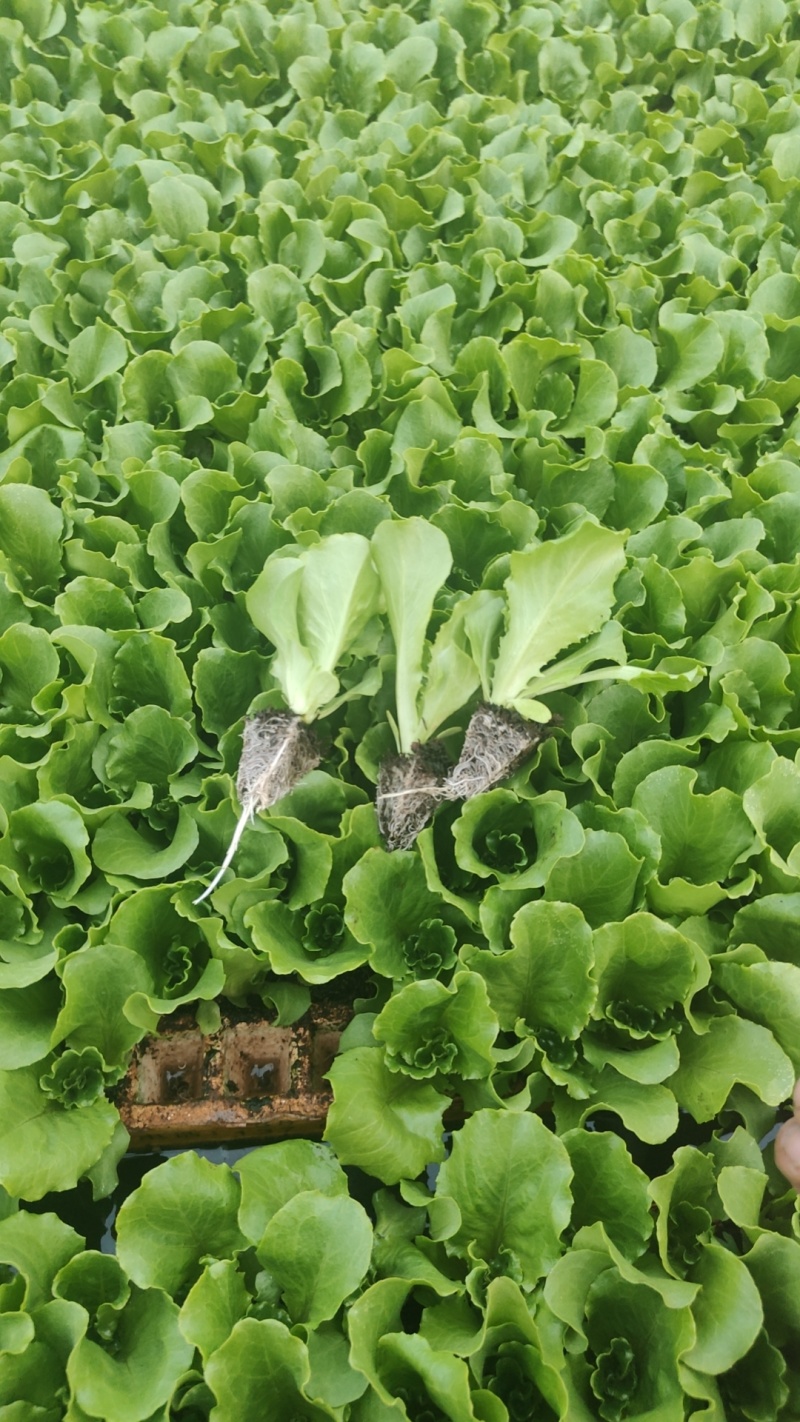 优质意大利种苗（生菜苗）根系发达成活率高质量保证产地直供