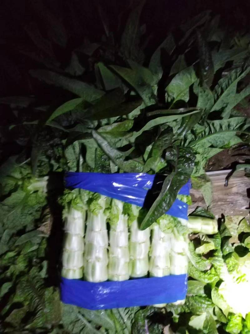 红尖叶莴笋上市全国可发货品质保证诚信经营