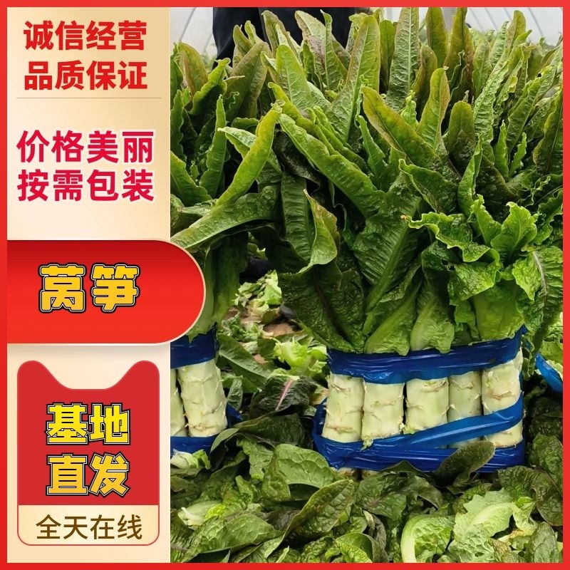 湖北天门莴笋红叶香无空心产地直发物美价廉品质保证