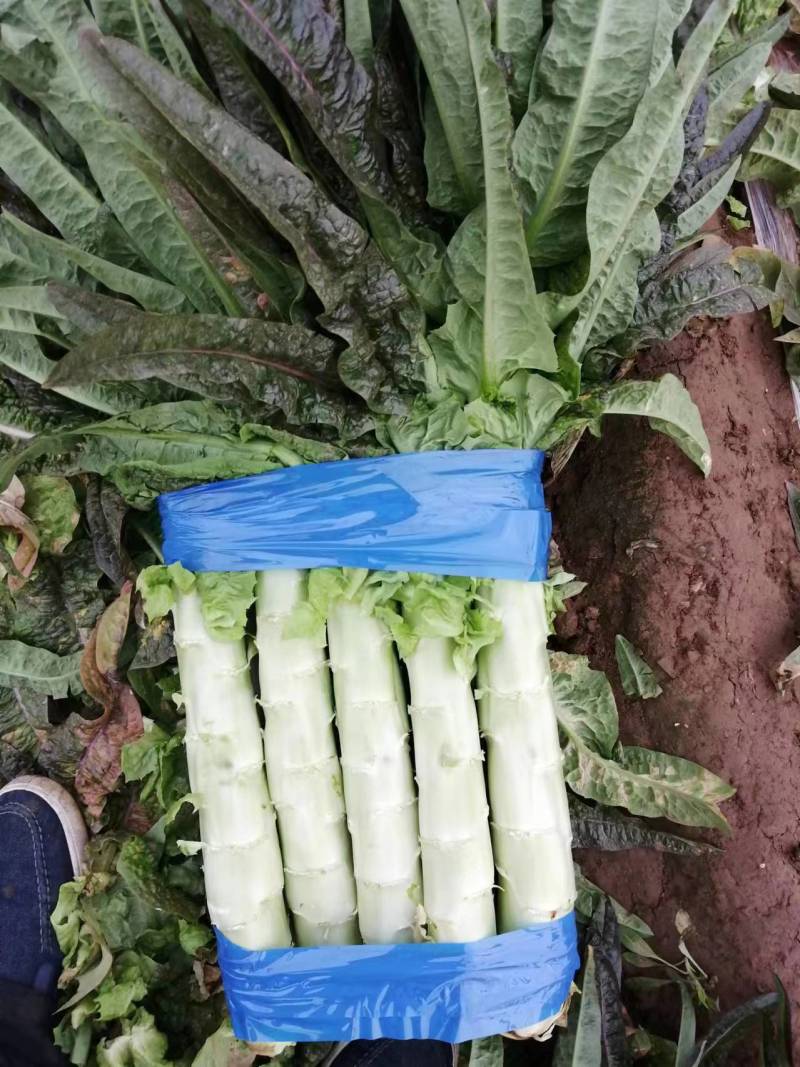 精品青尖叶莴笋大量上市产地直发一手货源量大从优
