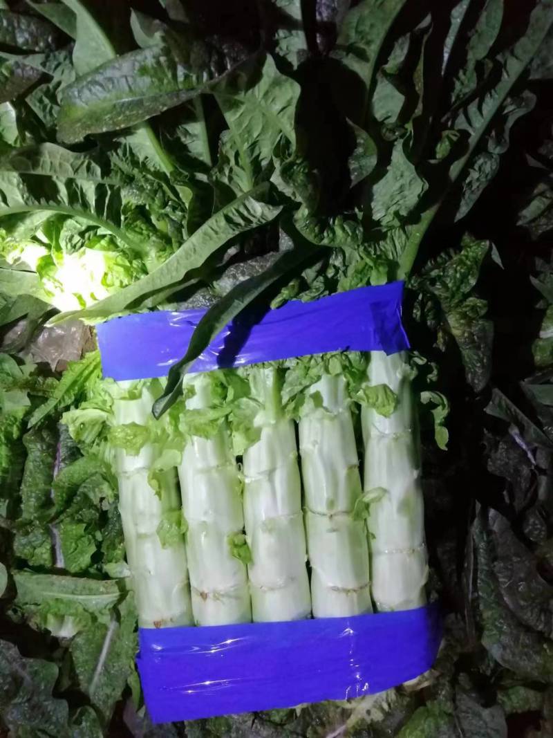 精品青尖叶莴笋大量上市产地直发一手货源量大从优