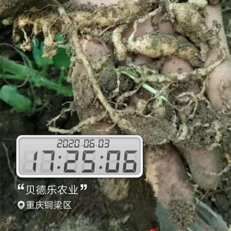 抗性根结线虫专用纳米中药抑线虫