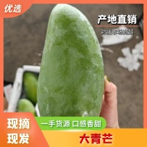 广西代发大青芒汁多味美包熟包甜可视频看货欢迎电话咨询