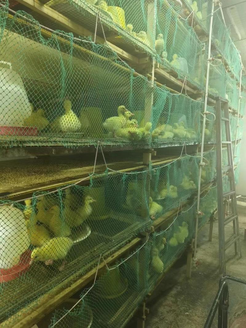 江苏盐城精品鹅苗0.5~1斤，成活率高，可视频看货选货