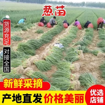 【精选】葱苗山东葱苗精品葱苗钢葱苗，大量发货中请电话联系