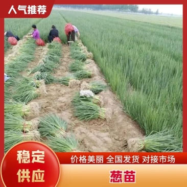 【大量供应中】葱苗山东长白葱苗优质葱苗欢迎电话联系价低