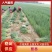 【大量供应中】葱苗山东长白葱苗优质葱苗欢迎电话联系价低