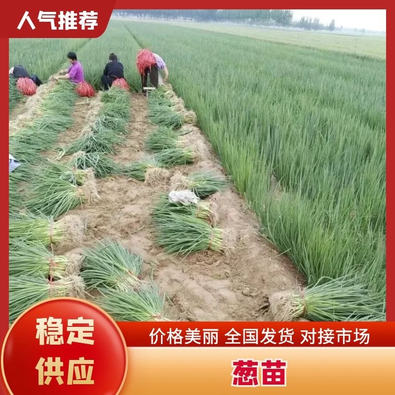 【大量供应中】葱苗山东长白葱苗优质葱苗欢迎电话联系价低