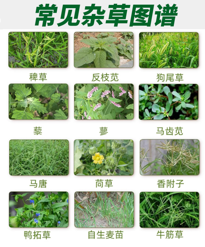 精草铵膦铵盐正品除草剂杀草迅速除草彻底公路园林景区果园