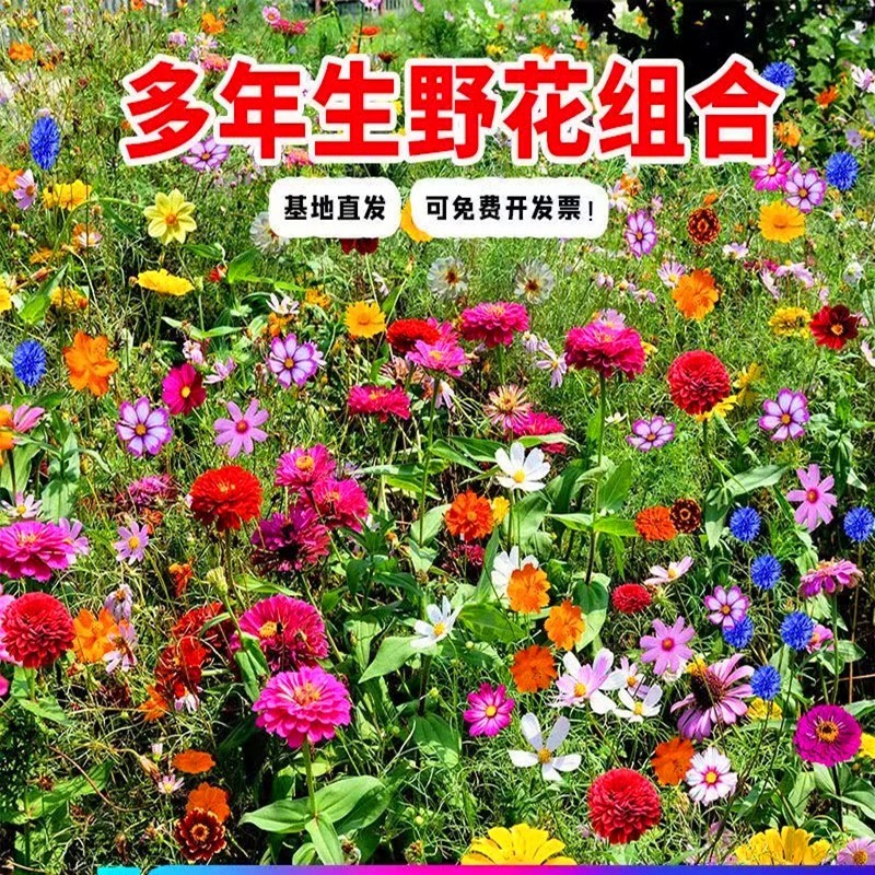 野花组合种籽子四季开花花种籽子四季播种易活耐热耐寒室外花