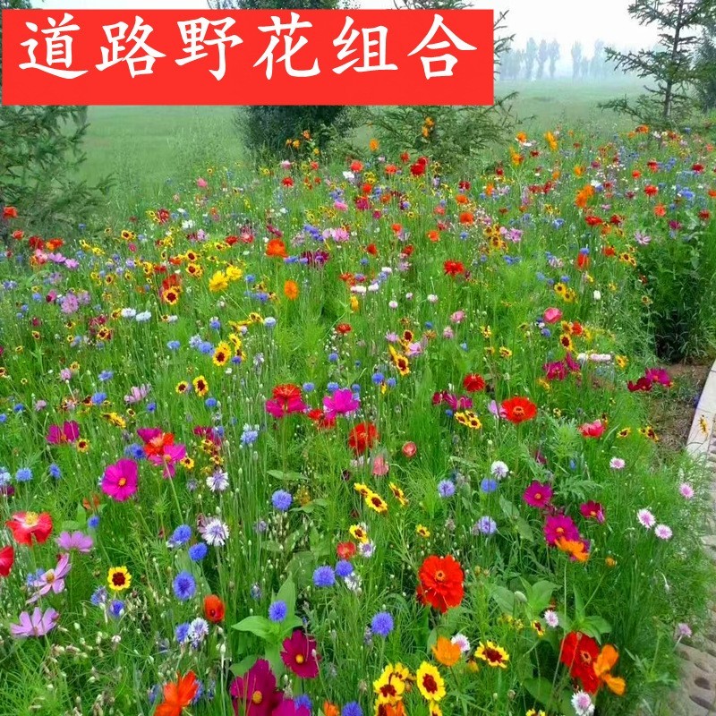 野花组合种籽子四季开花花种籽子四季播种易活耐热耐寒室外花