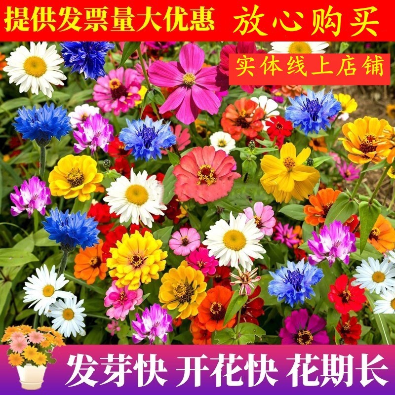 野花组合种籽子四季开花花种籽子四季播种易活耐热耐寒室外花