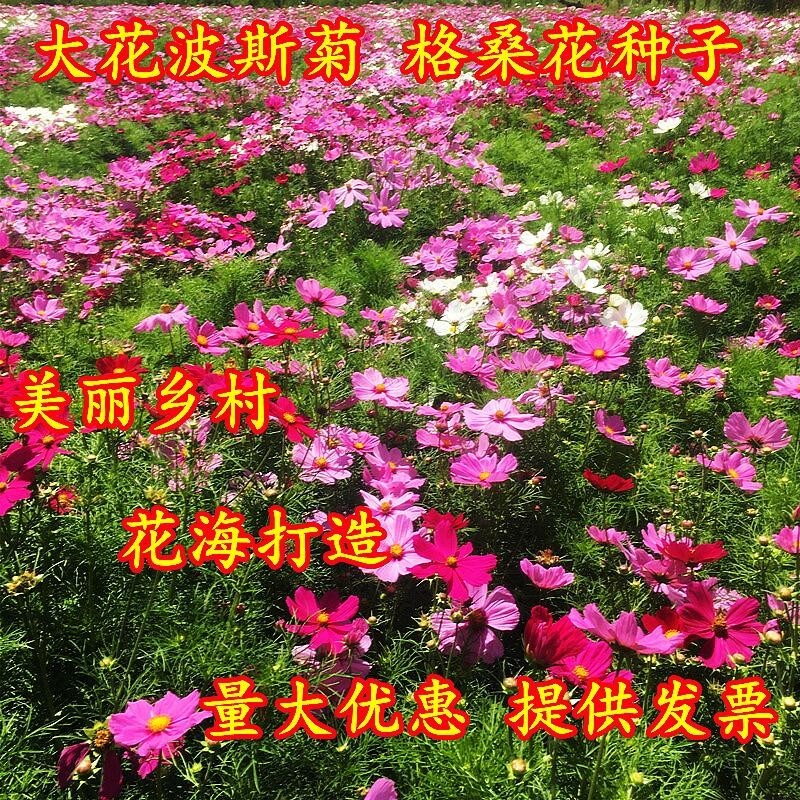 野花组合种籽子四季开花花种籽子四季播种易活耐热耐寒室外花