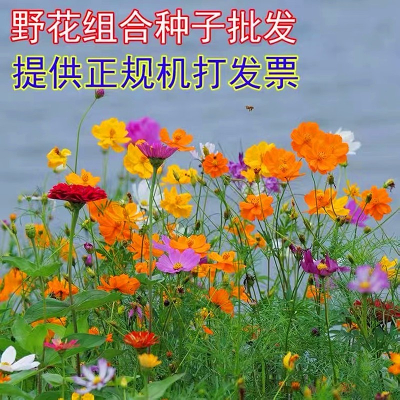 野花组合种籽子四季开花花种籽子四季播种易活耐热耐寒室外花