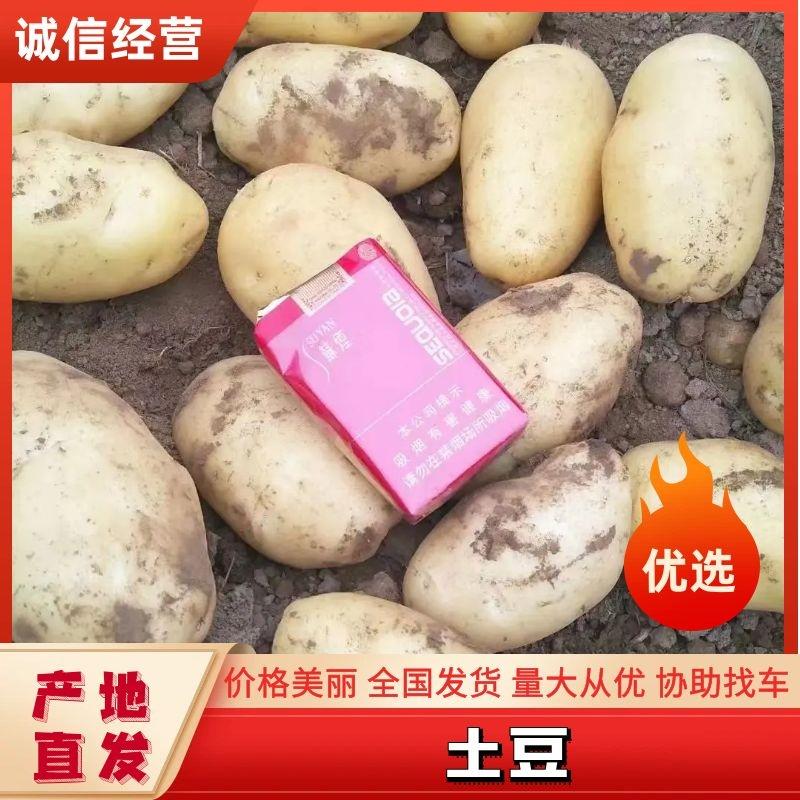 【通许精品土豆】厂家直发个头匀称价格优惠电联优惠