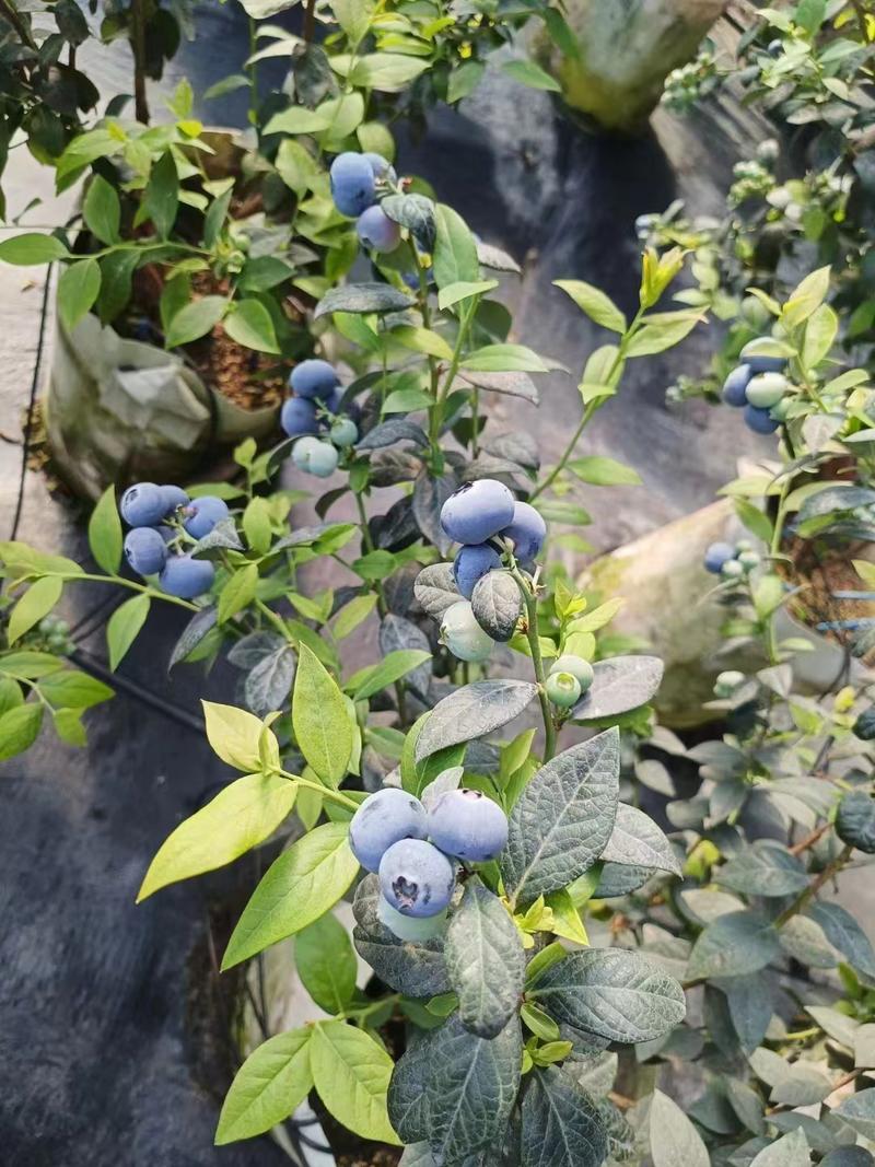 山东精品蓝莓，h5，优瑞卡，奥尼尔等品种规格齐全