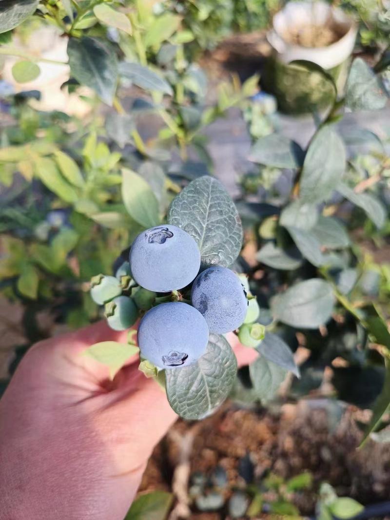 山东精品蓝莓，h5，优瑞卡，奥尼尔等品种规格齐全
