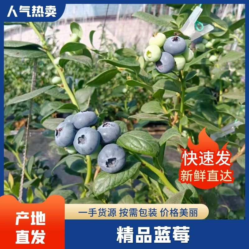 山东精品蓝莓，h5，优瑞卡，奥尼尔等品种规格齐全