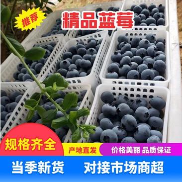 山东蓝莓串果大量上市泡沫箱/四合一/保质保量