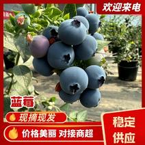 青岛蓝莓串果上市/打包成品/专业团队/保质保量
