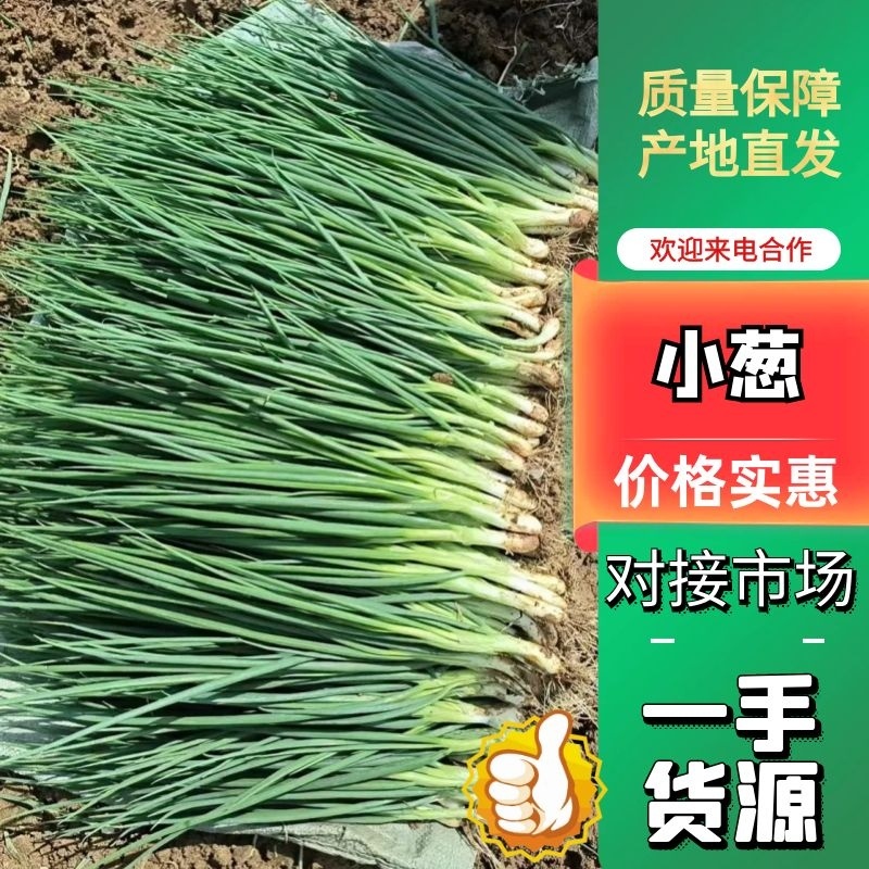 大棚香葱万亩基地直发葱香浓郁品质保证量大价优欢迎咨询