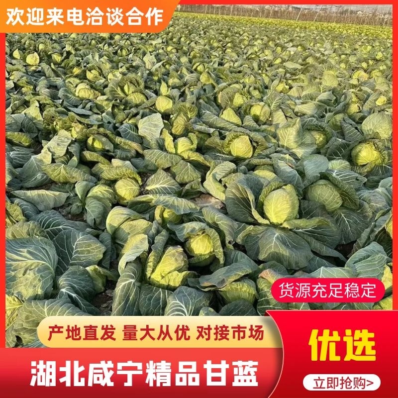 【精品甘蓝】中甘甘蓝湖北咸宁产地直供代发全国价优