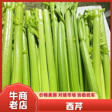 【夏邑西芹】精品直发全国市场规格齐全可视频看货电联