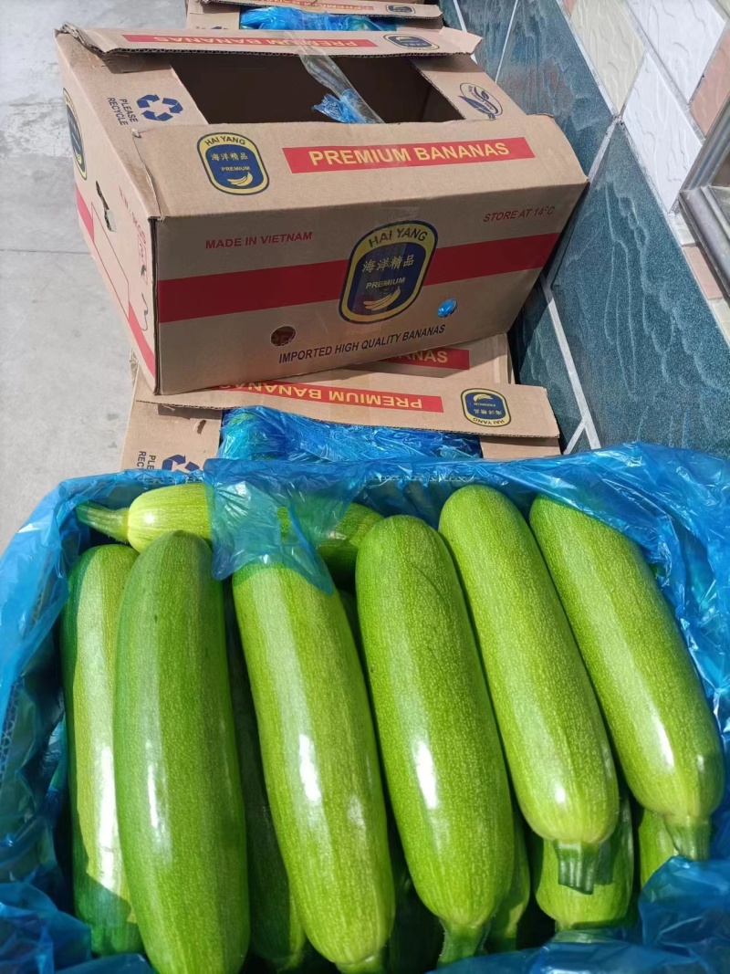 【热卖中】绿皮西葫芦法拉利西葫芦地头直发物美价廉
