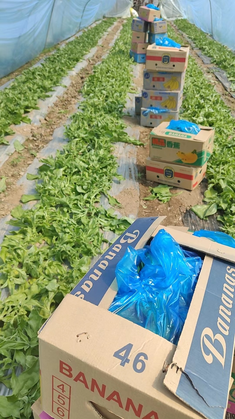 江苏海门冰草非洲冰草大面积基地产地货源充足可对接各大平台批发