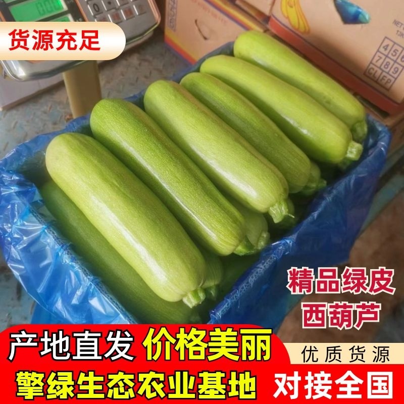 【热卖中】绿皮西葫芦法拉利西葫芦地头直发物美价廉