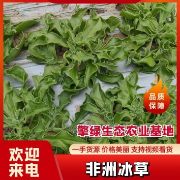 江苏海门冰草非洲冰草大面积基地产地货源充足可对接各大平台批发