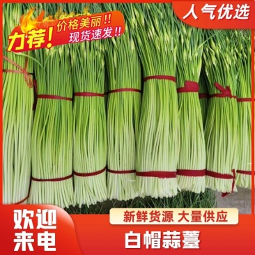 江苏蒜薹徐州白帽蒜苔白帽蒜薹对接电商市场商超等各类客户