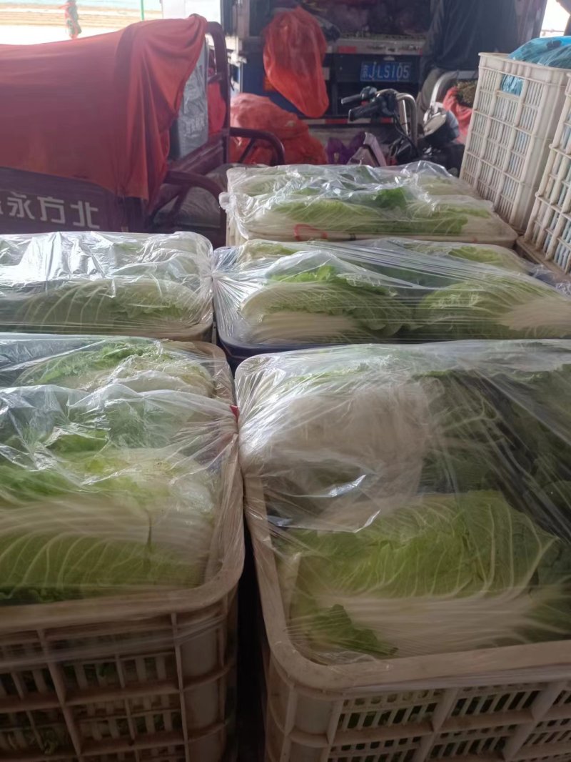 【新鲜上市】山西大白菜对接电商市场商超等各类客户