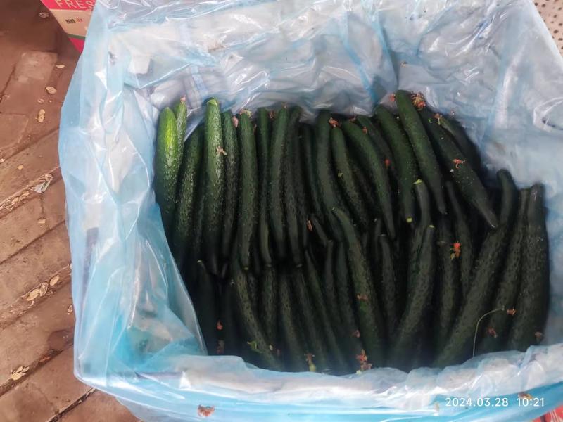 河南产地直发密刺黄瓜一手货源品质有保障价格优惠对接全国客户