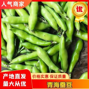 四川本地蚕豆大白蚕豆大量供货，产地直发滚动发货供应链忧选