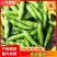 四川本地蚕豆大白蚕豆大量供货，产地直发滚动发货供应链忧选